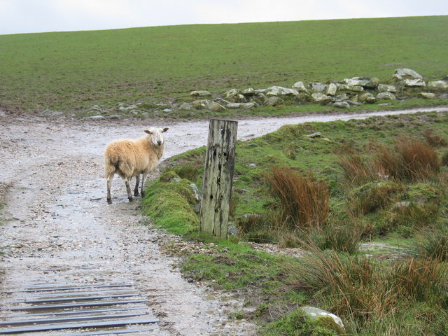 Lost_sheep_on_farm_track._-_geograph.org.uk_-_368111
