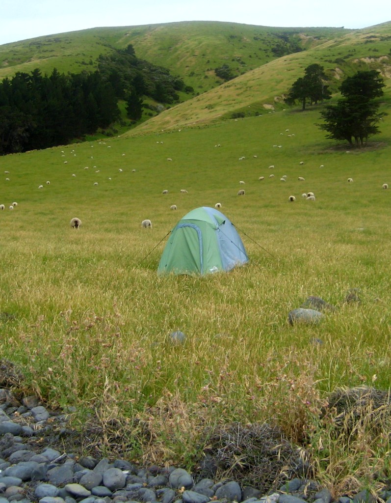 little_tent_sheep